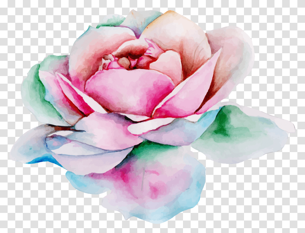 Free Watercolor Floral Konfest Garden Roses, Plant, Flower, Blossom, Petal Transparent Png