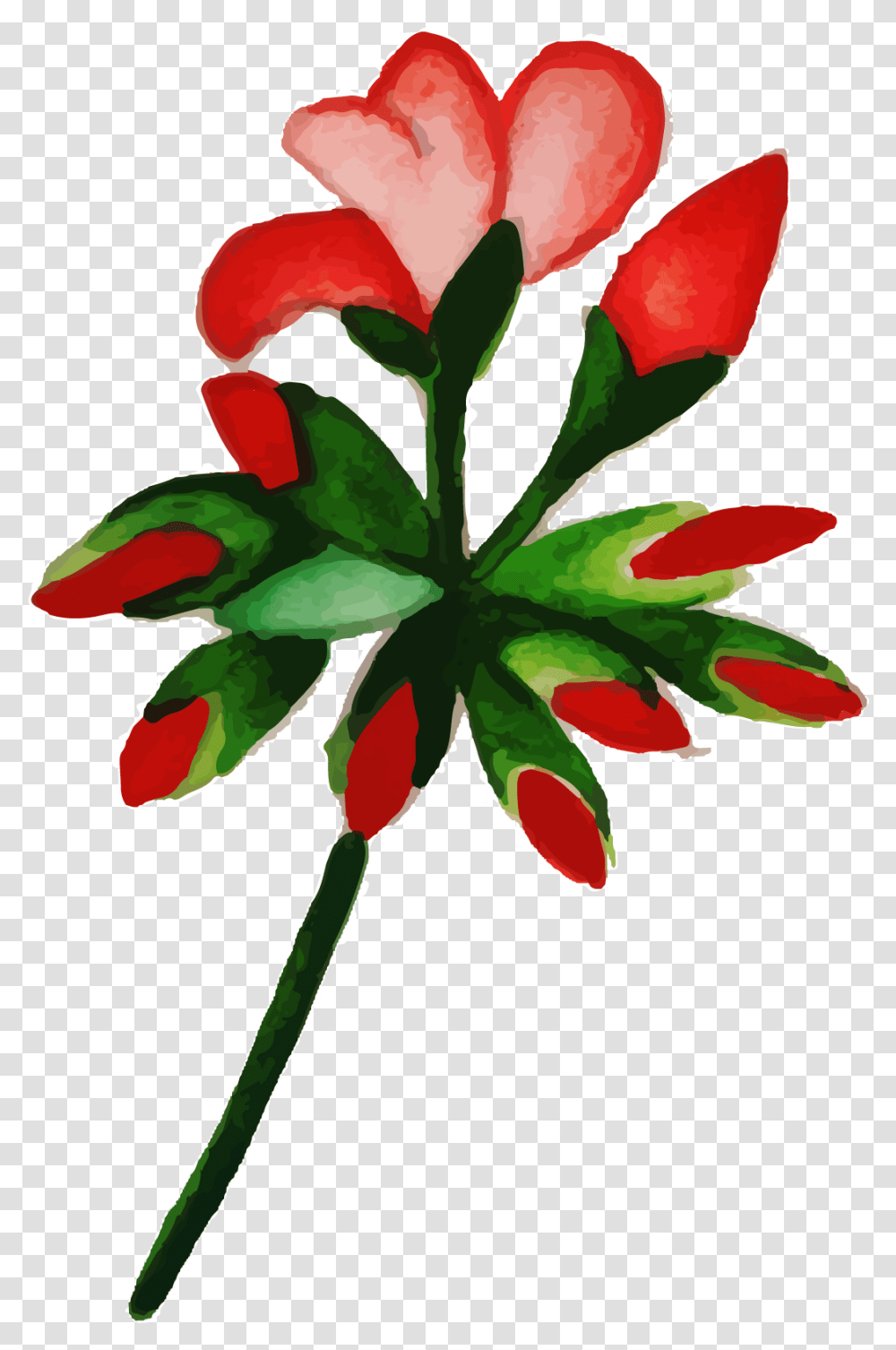 Free Watercolor Floral Konfest, Leaf, Plant, Geranium, Flower Transparent Png