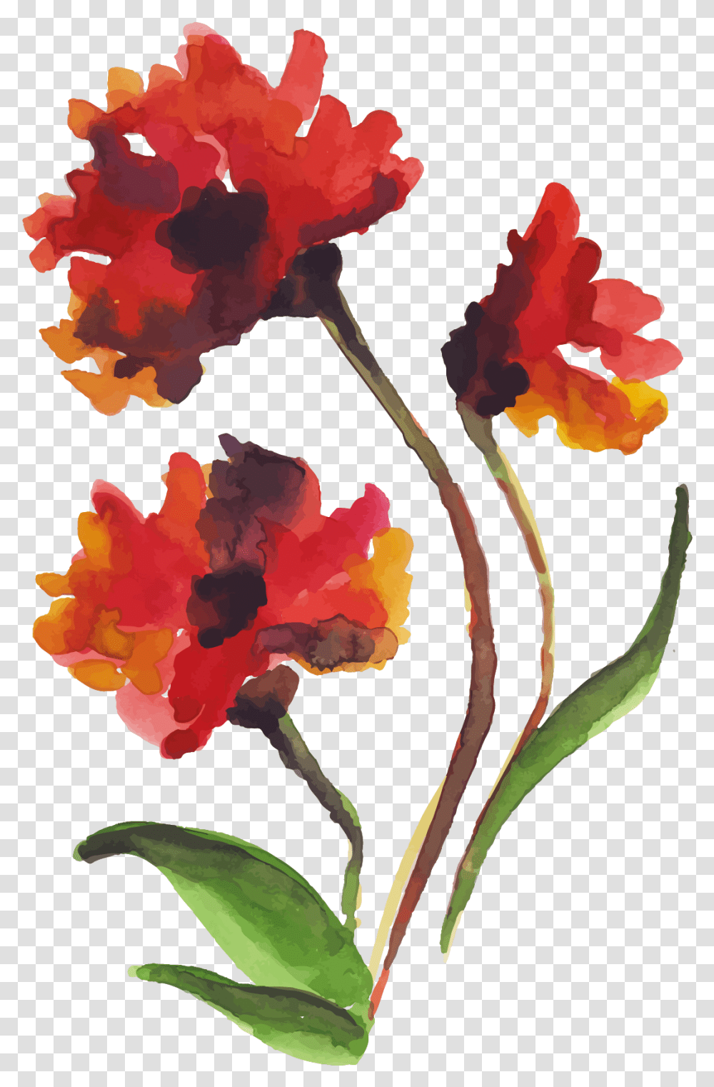 Free Watercolor Floral Konfest, Plant, Flower, Blossom, Hibiscus Transparent Png