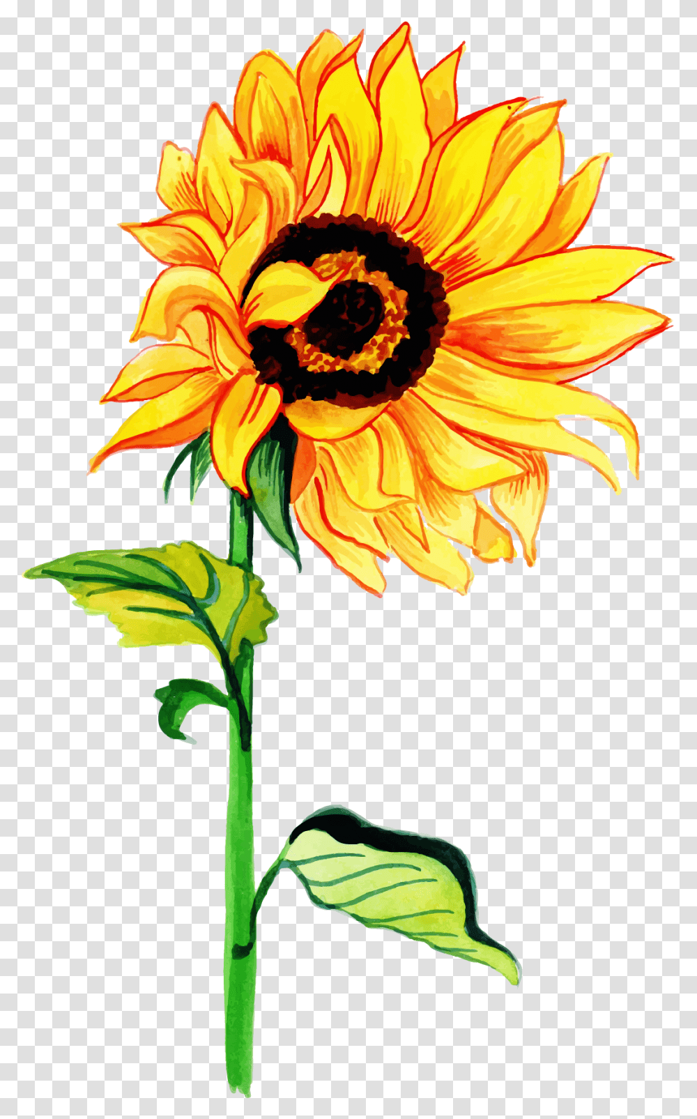 Free Watercolor Floral Konfest, Plant, Flower, Blossom, Sunflower Transparent Png