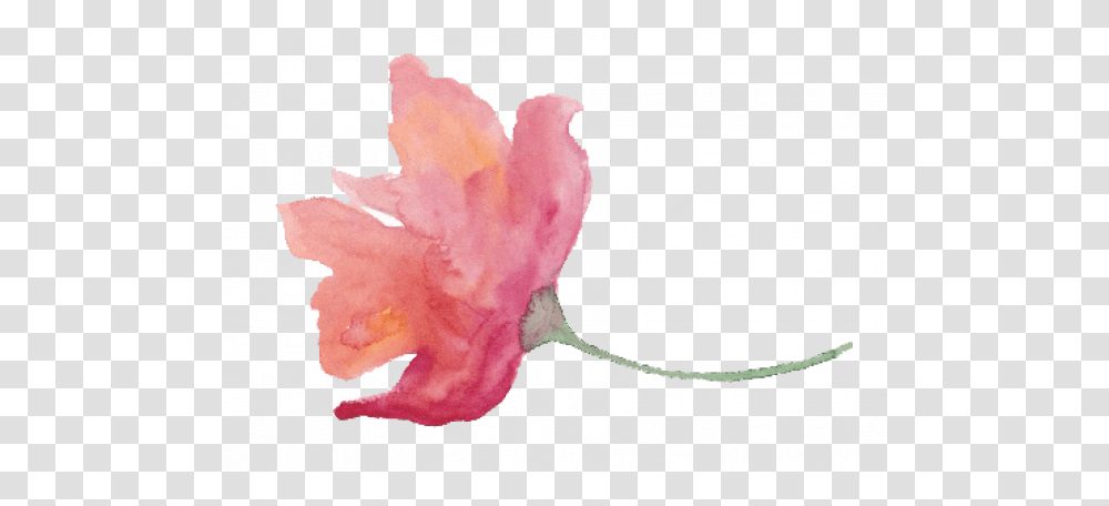 Free Watercolor Texture Watercolor Paint, Plant, Petal, Flower, Bird Transparent Png