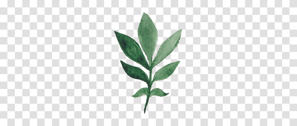 Free Watercolor Tropical Flower Protea Vector Clipart, Leaf, Plant, Grass, Annonaceae Transparent Png