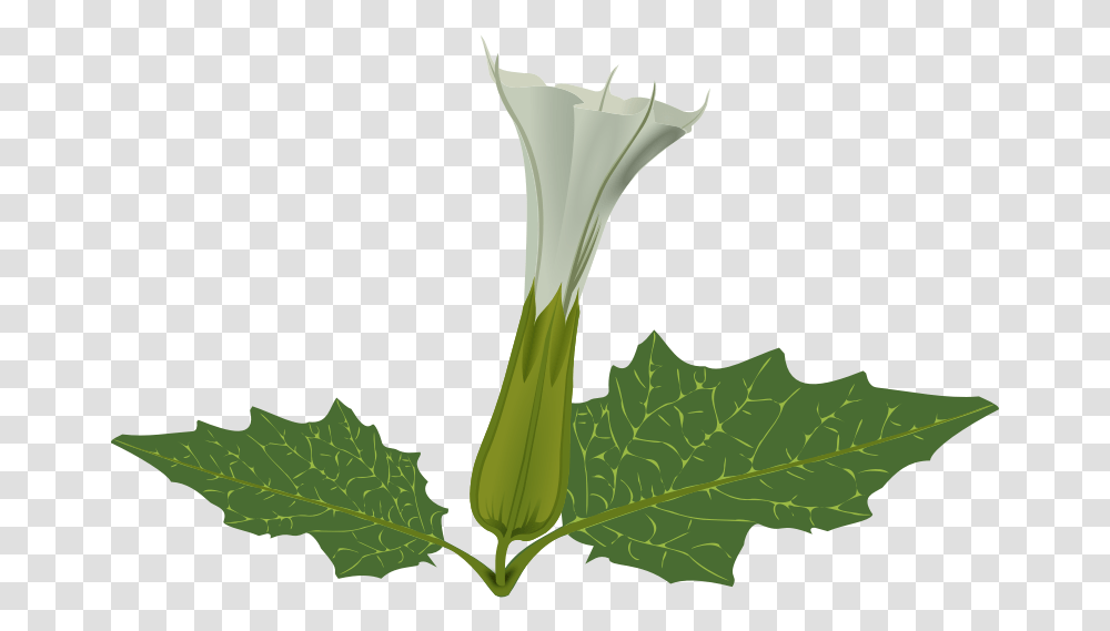 Free Weed Plant Clip Art Datura Flower, Leaf, Blossom, Vegetable, Food Transparent Png