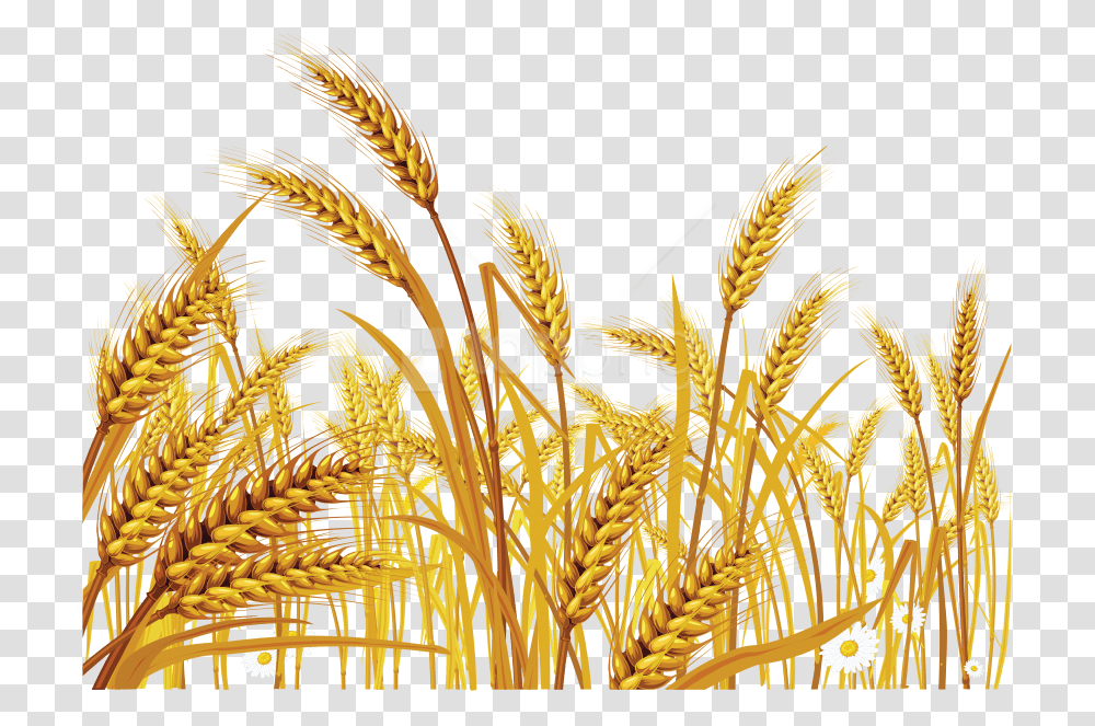 Free Wheat Images Background Images Wheat Grass Clip Art, Plant, Vegetable, Food, Grain Transparent Png
