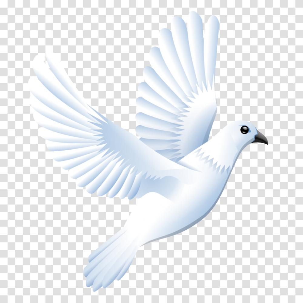 Free White Dove Background Download Clip White Bird Vector, Animal, Pigeon, Brush, Tool Transparent Png