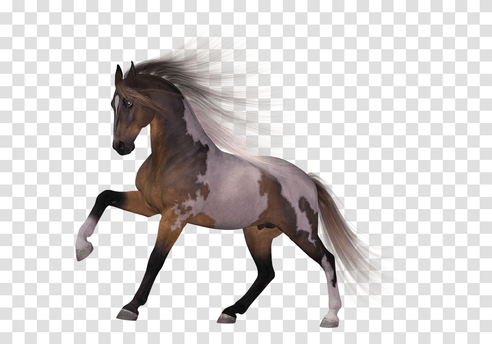 Free White Horse Images Happy Birthday Horse Gif Card, Mammal, Animal, Stallion, Andalusian Horse Transparent Png