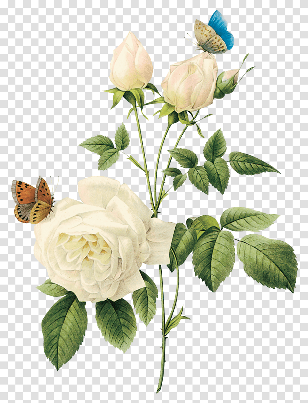 Free White Rose Watercolor, Flower, Plant, Blossom, Peony Transparent Png