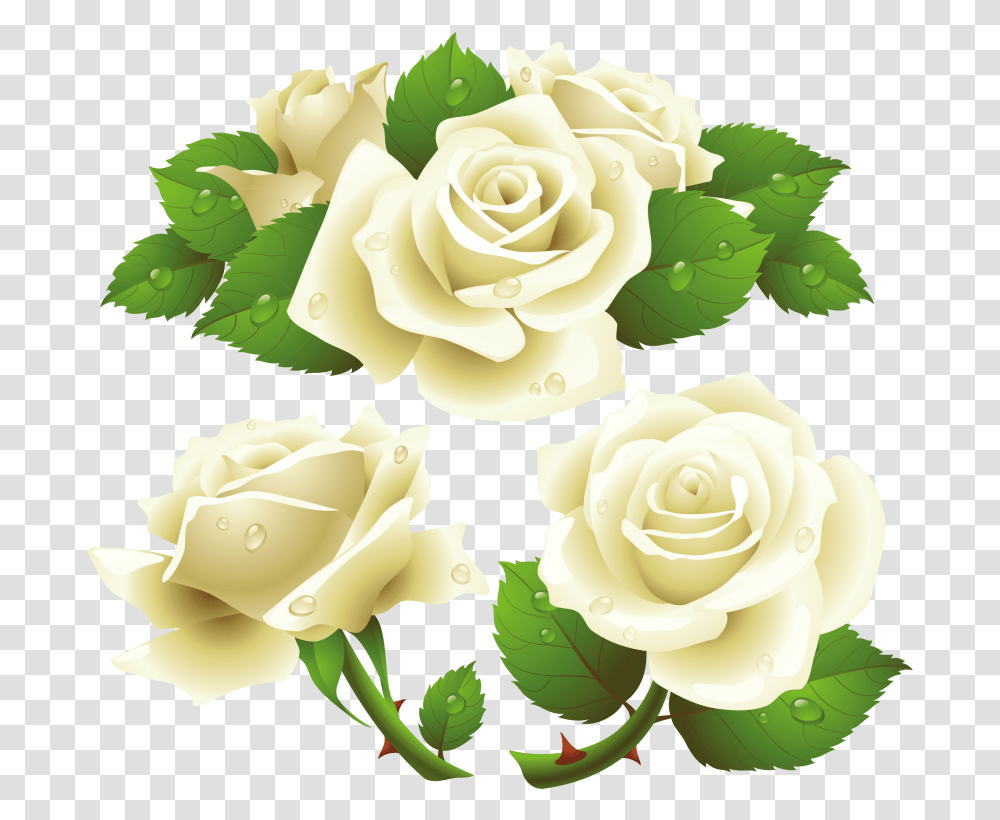 Free White Roses Images White Rose Vector, Flower, Plant, Blossom, Petal Transparent Png