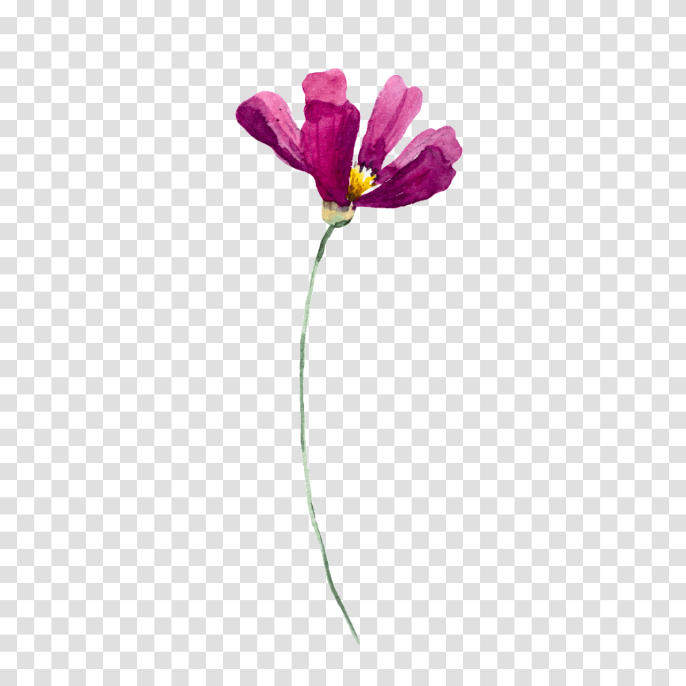 Free Wild Flowers Vector Free Download On Heypik, Plant, Lamp, Flower Arrangement, Flower Bouquet Transparent Png