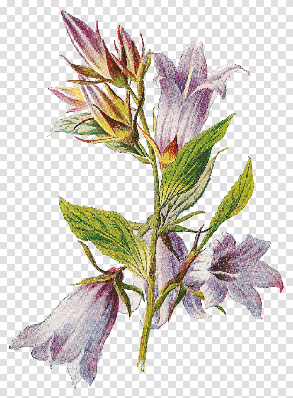 Free Wildflower Clipart Botanical, Plant, Acanthaceae, Pollen, Petal Transparent Png