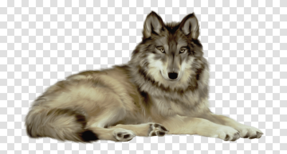Free Wolf Images Background Wolf, Mammal, Animal, Dog, Pet Transparent Png