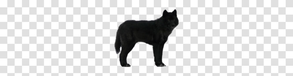 Free Wolf Images, Mammal, Animal, Panther, Wildlife Transparent Png