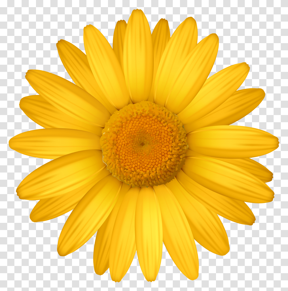 Free Yellow Daisy Download Pink Daisy Clipart Transparent Png