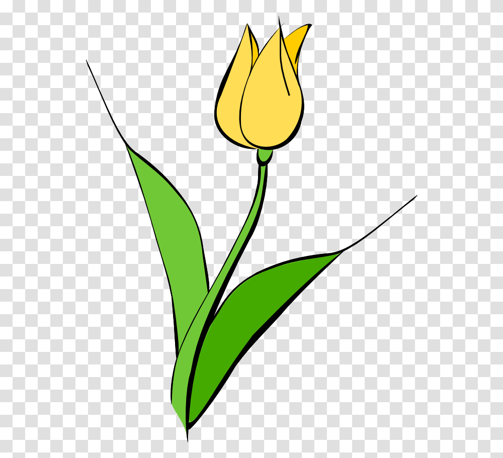 Free Yellow Flower Clipart Download Yellow Tulips Flower Drawing, Plant, Blossom, Petal, Amaryllidaceae Transparent Png
