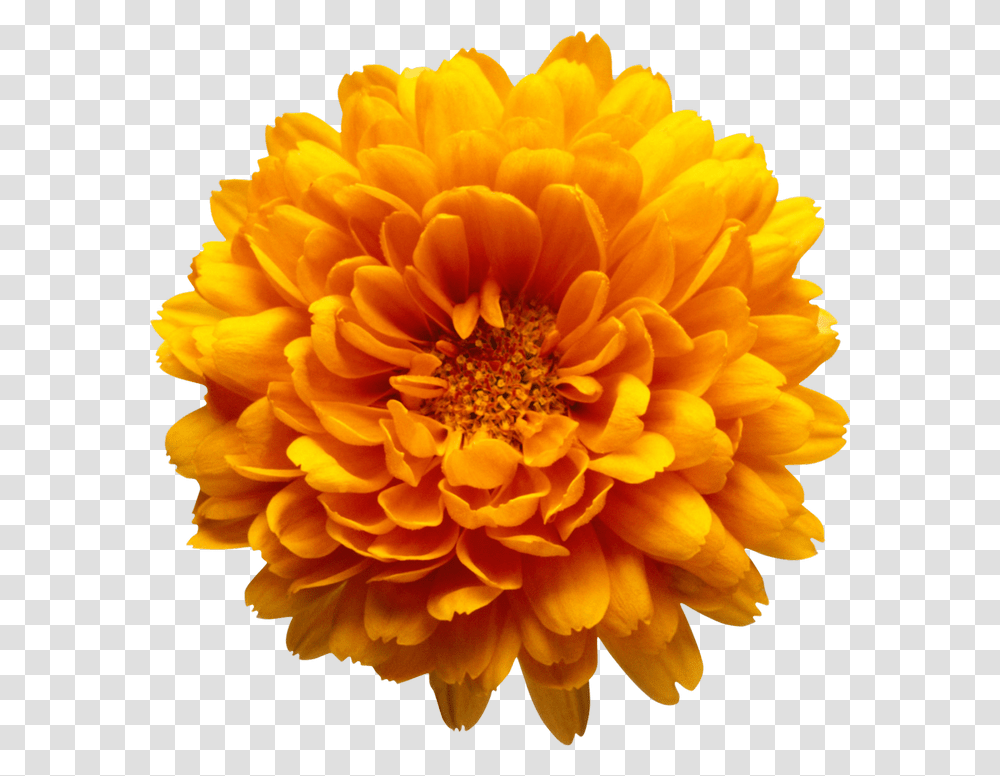 Free Yellow Flowers Download Clip Art Orange Flower Background, Dahlia, Plant, Blossom, Daisy Transparent Png
