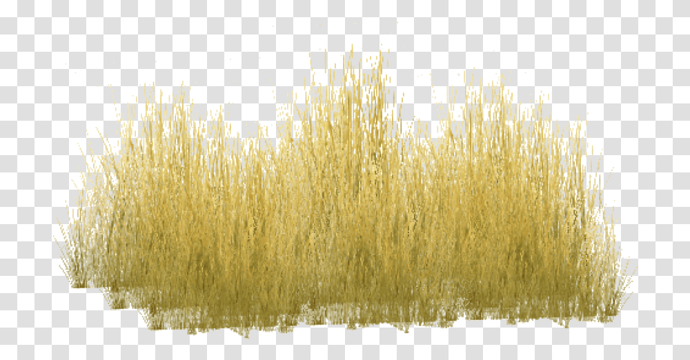 Free Yellow Grass Images Background Tall Yellow Grass, Plant, Grain, Produce, Vegetable Transparent Png