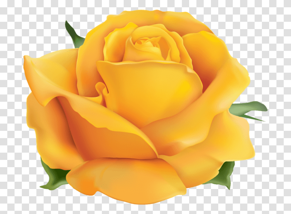 Free Yellow Rose Images Background Yellow Rose, Flower, Plant, Blossom, Petal Transparent Png