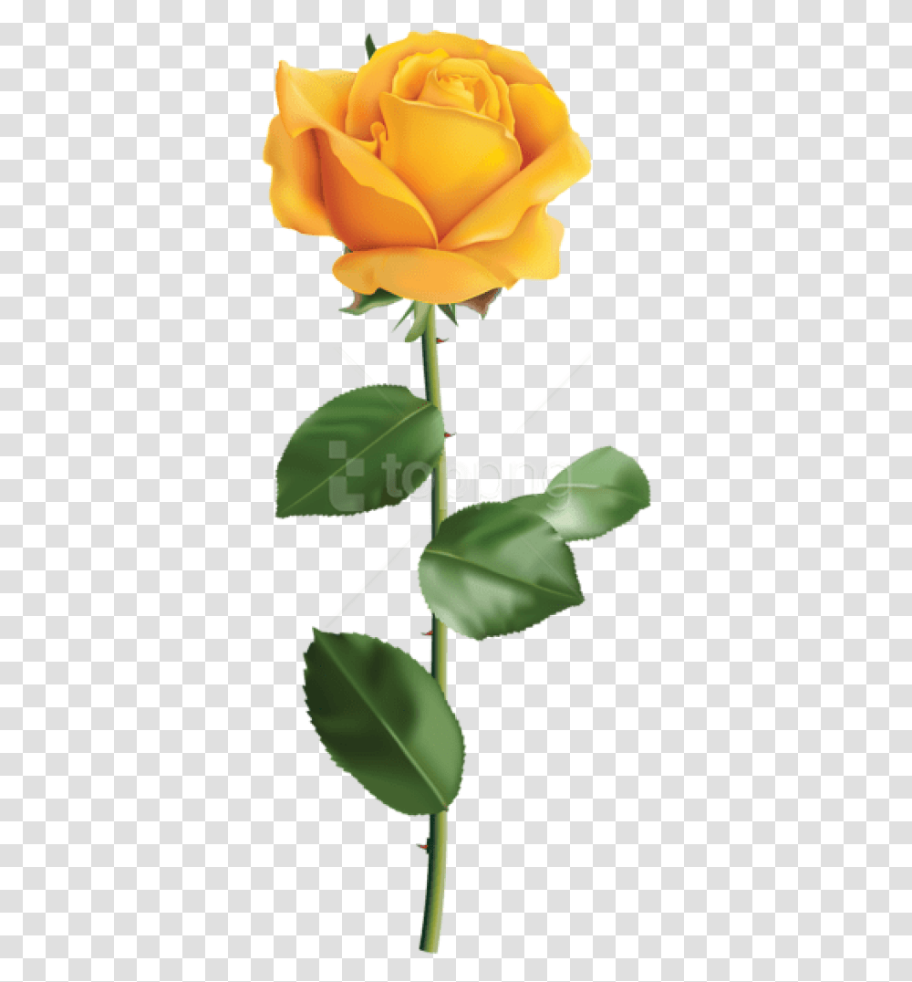 Free Yellow Rose Images Yellow Rose Background, Plant, Leaf, Flower, Blossom Transparent Png