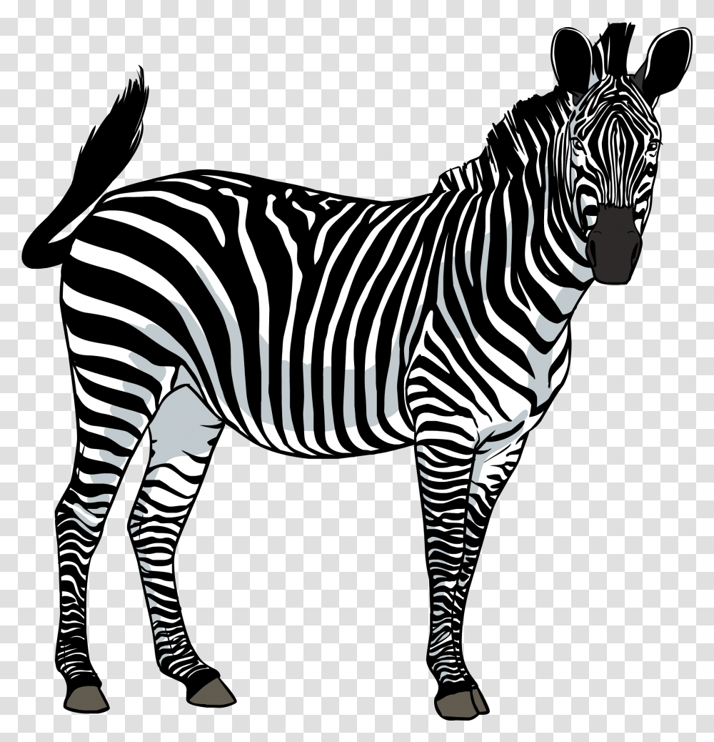Free Zebra Images Download Zebra, Wildlife, Mammal, Animal, Tarmac Transparent Png