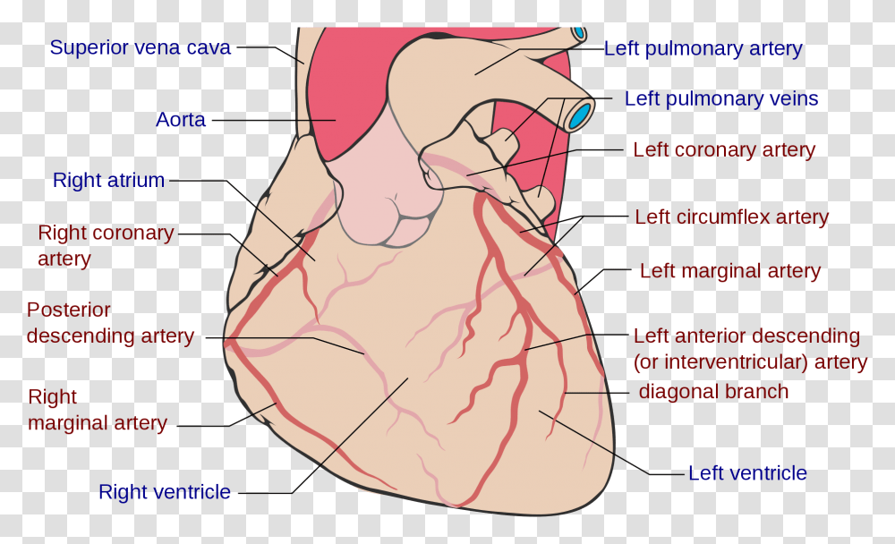 Freelance Wellness Heart Health Coronary Arteries, Plot, Diagram, Shoulder, Person Transparent Png