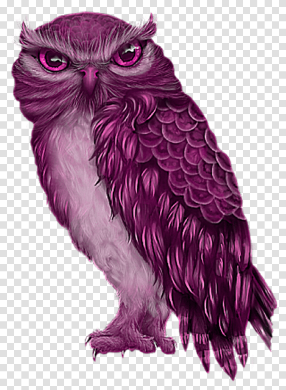 Freetoeddit Pink Owl Owl, Bird, Animal, Beak, Chicken Transparent Png