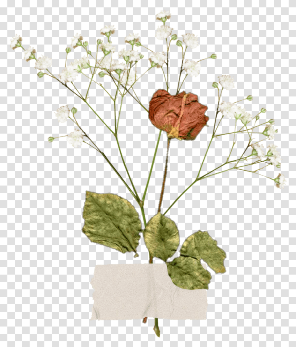 Freetoedit Aesthetic Vintage Flower Aestheticflower Aesthetic Vintage Flower, Leaf, Plant, Blossom, Acanthaceae Transparent Png