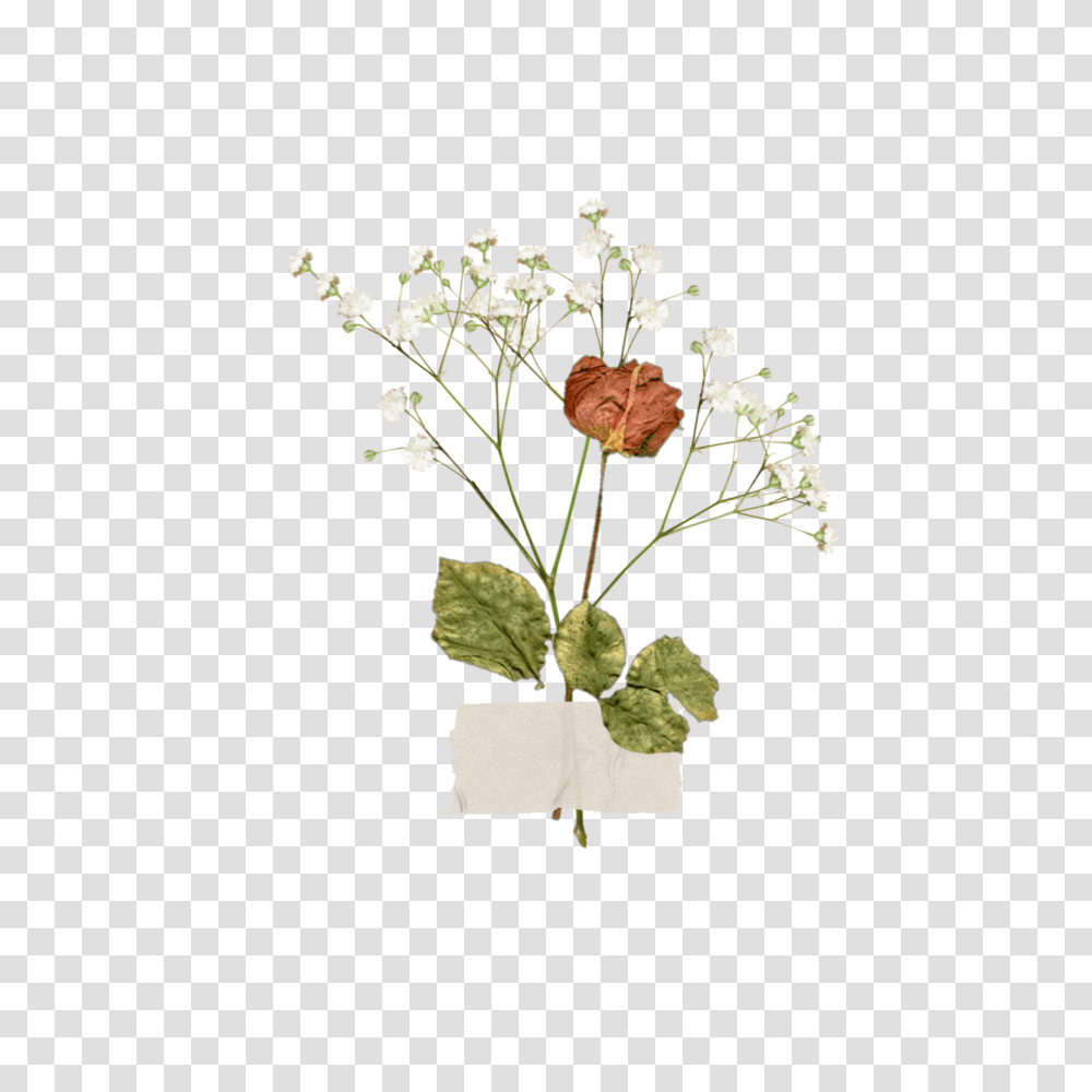 Freetoedit Aesthetic Vintage Flower Aestheticflower Flo Aesthetic Flower With Tape, Plant, Vase, Jar, Pottery Transparent Png