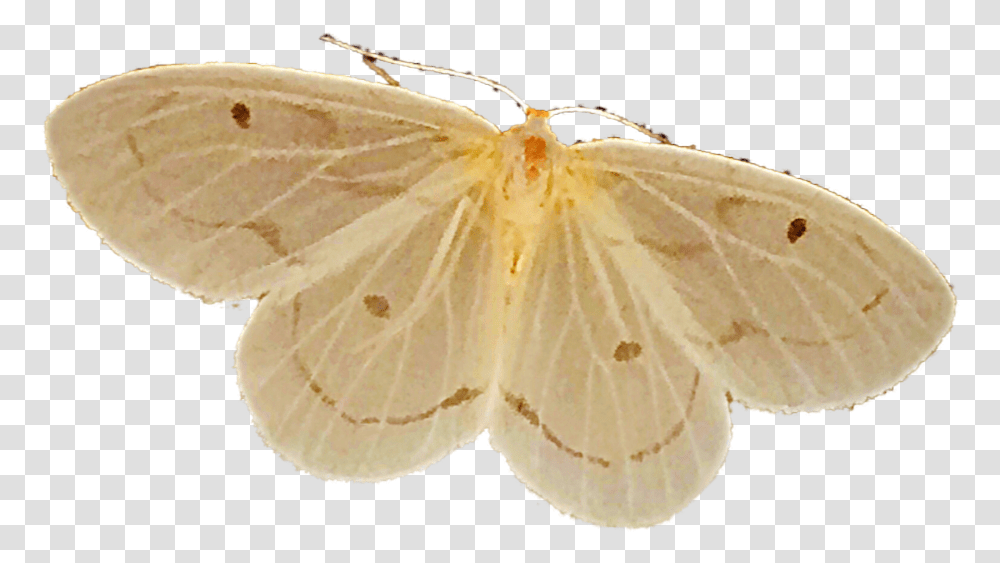 Freetoedit Alexandragabriela737 Gonepteryx Rhamni, Insect, Invertebrate, Animal, Butterfly Transparent Png