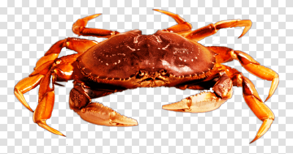 Freetoedit Beach Crab Crab Picsart, Lobster, Seafood, Sea Life, Animal Transparent Png