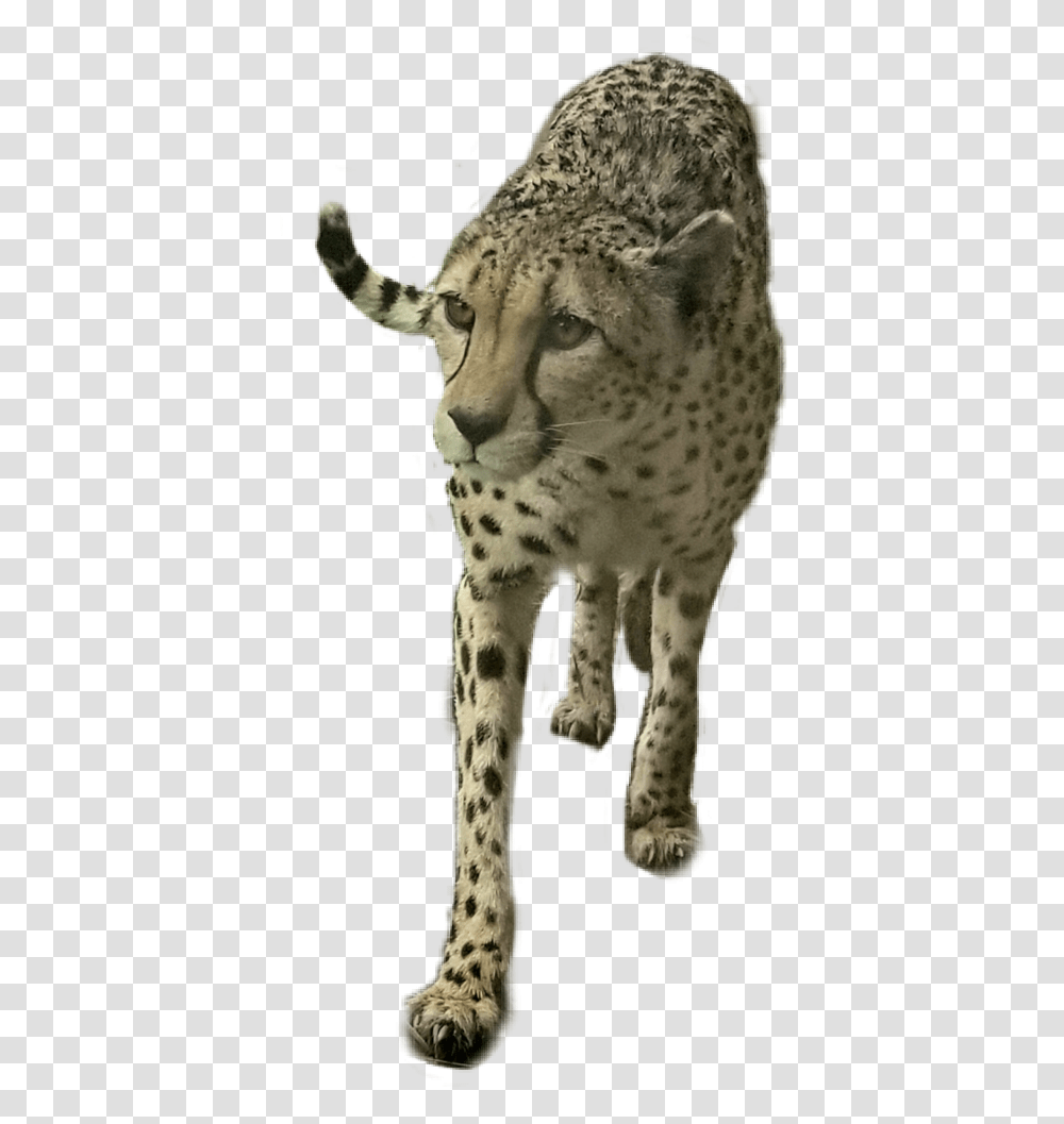 Freetoedit Bigcat Cheetah Animal, Wildlife, Mammal, Panther, Jaguar Transparent Png