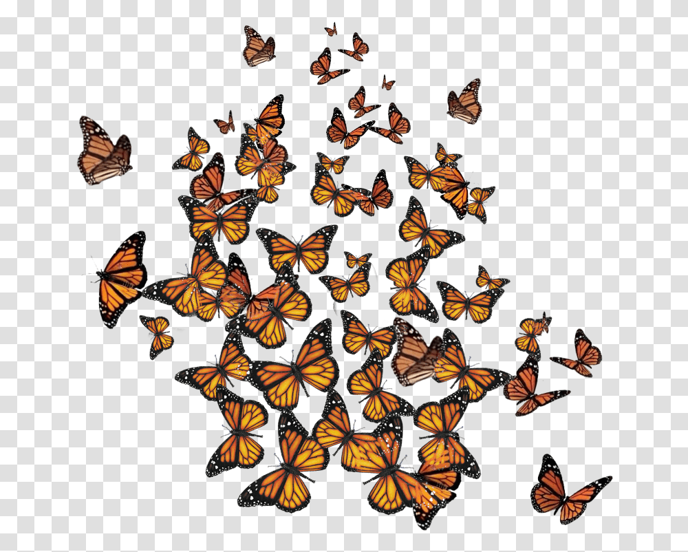 Freetoedit Bonage, Monarch, Butterfly, Insect, Invertebrate Transparent Png