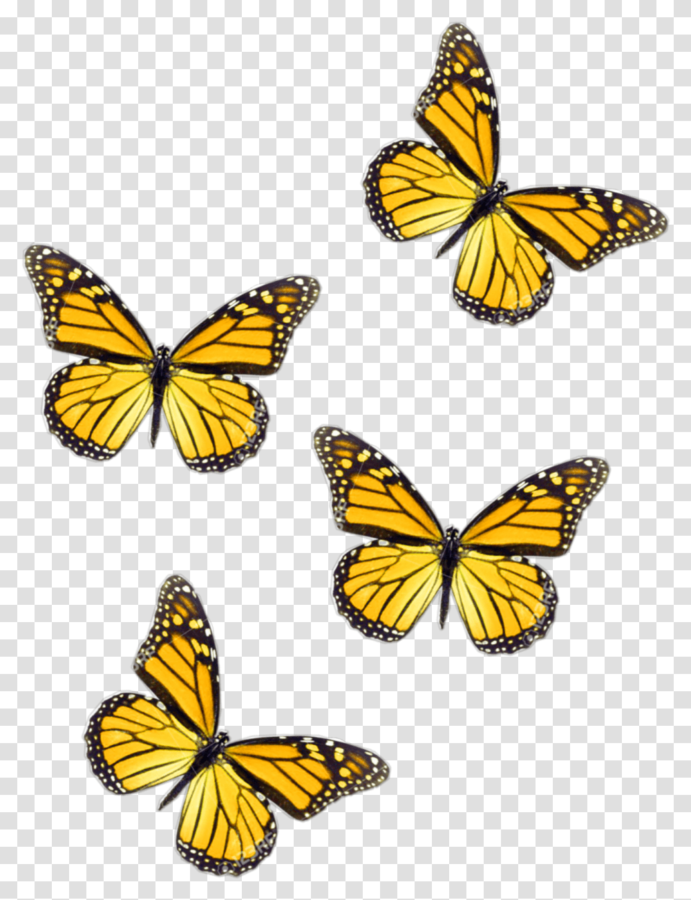 Freetoedit Butterflies Yellow Butterfly Yellow Butterfly Aesthetic, Monarch, Insect, Invertebrate, Animal Transparent Png