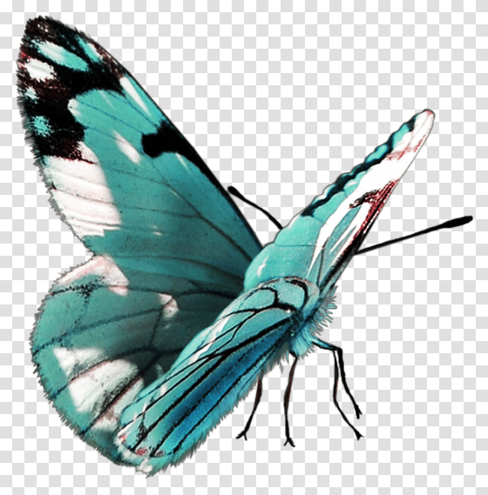 Freetoedit Butterfly Papilio Transparent Png
