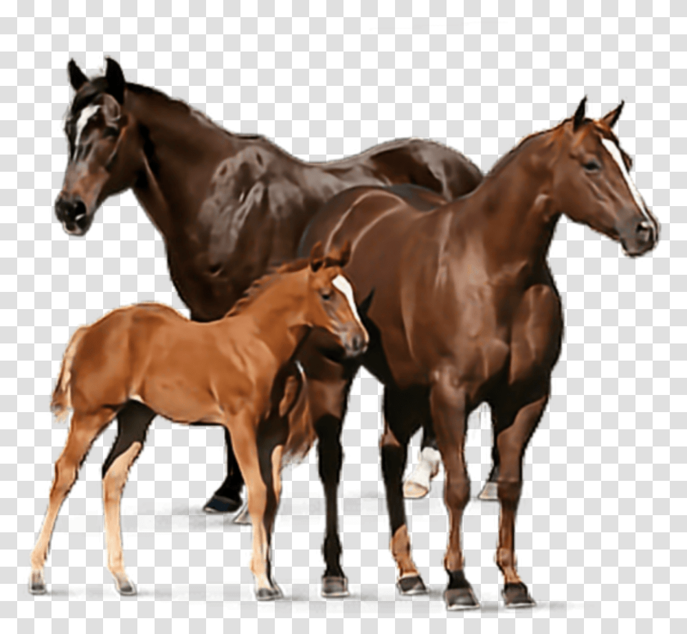 Freetoedit Caballos Tauilcla Raleonor Horses, Colt Horse, Mammal, Animal, Foal Transparent Png