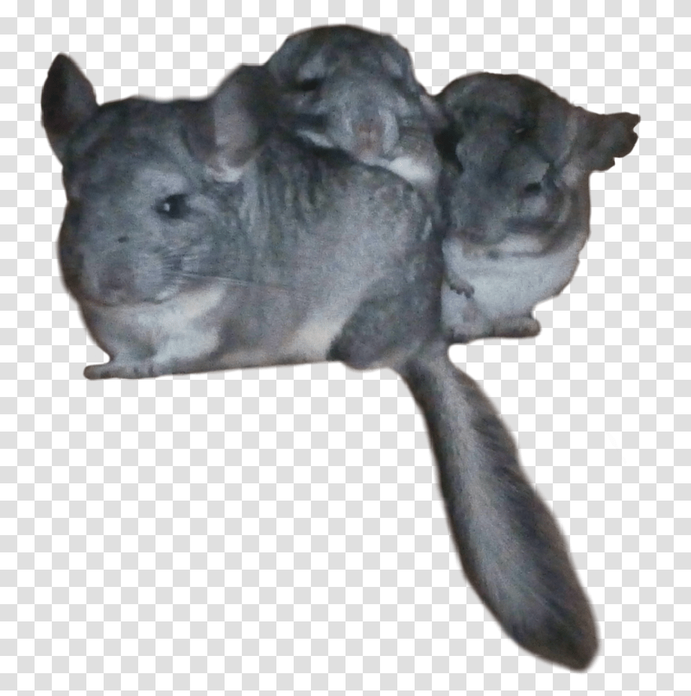 Freetoedit Chinchilla Chinchillas Mouse, Mammal, Animal, Rodent Transparent Png