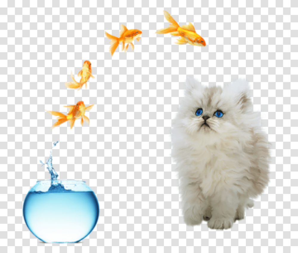 Freetoedit Cute Cat Fish Jumping Out Of Bowl Fish Bowl Jump, Animal, Goldfish, Chicken, Poultry Transparent Png