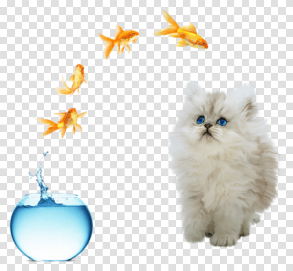 Freetoedit Cute Cat Fish Jumping Out Of Bowl Life Is What You Make, Animal, Chicken, Poultry, Fowl Transparent Png