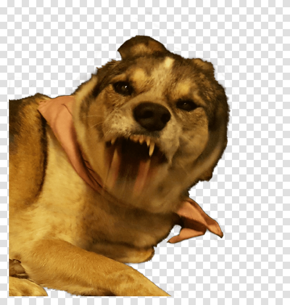 Freetoedit Dog Maddog Snarl Angry Funny Funnyanimals Mad Dog, Pet, Canine, Mammal, Mouth Transparent Png