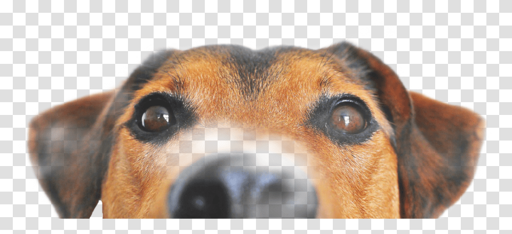 Freetoedit Dog Peeking, Pet, Canine, Animal, Mammal Transparent Png