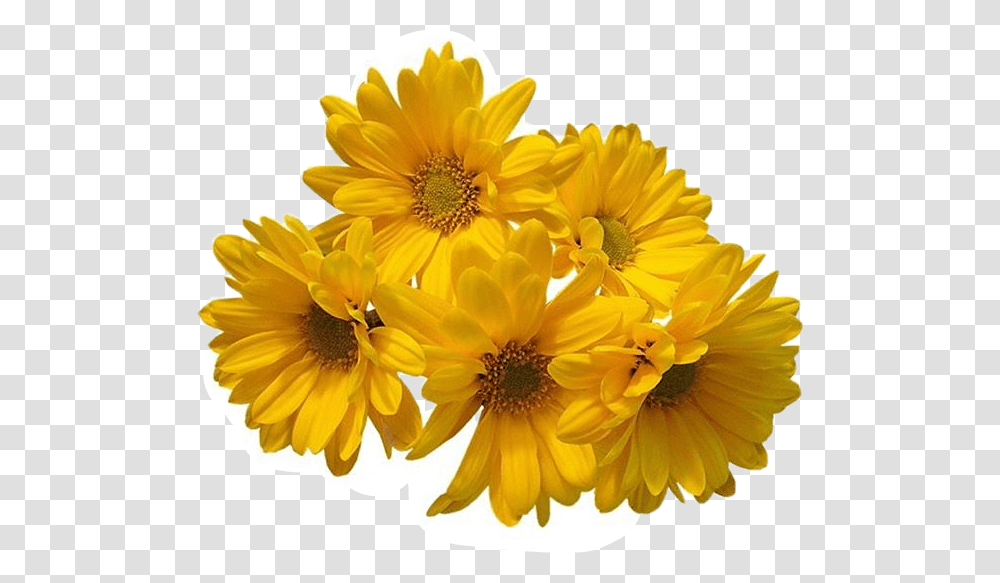 Freetoedit Flower Daisy Filler Aesthetic Tumblr Yellow Flower Background, Plant, Blossom, Daisies, Anther Transparent Png