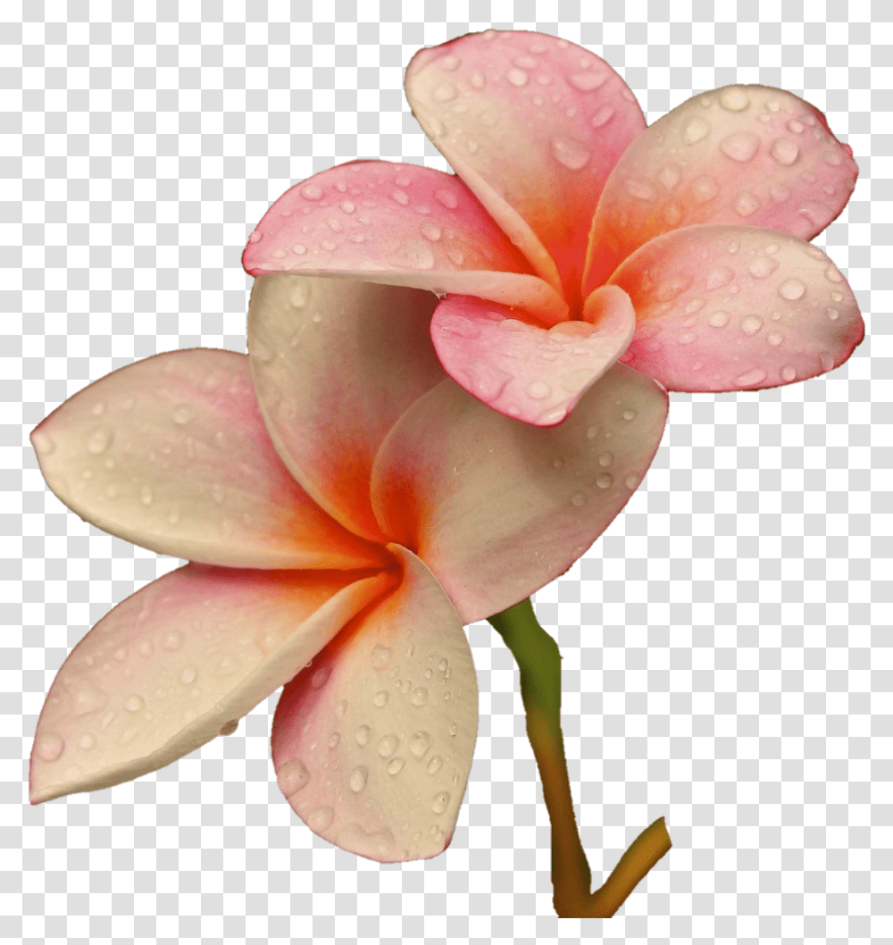 Freetoedit Flower Flowers Soft Raindrops Rain, Geranium, Plant, Blossom, Petal Transparent Png