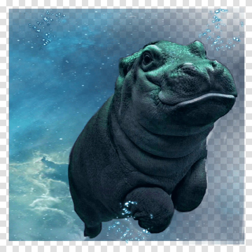 Freetoedit Hippopotamus Hippo Happy Underwater, Mammal, Animal, Wildlife, Bear Transparent Png