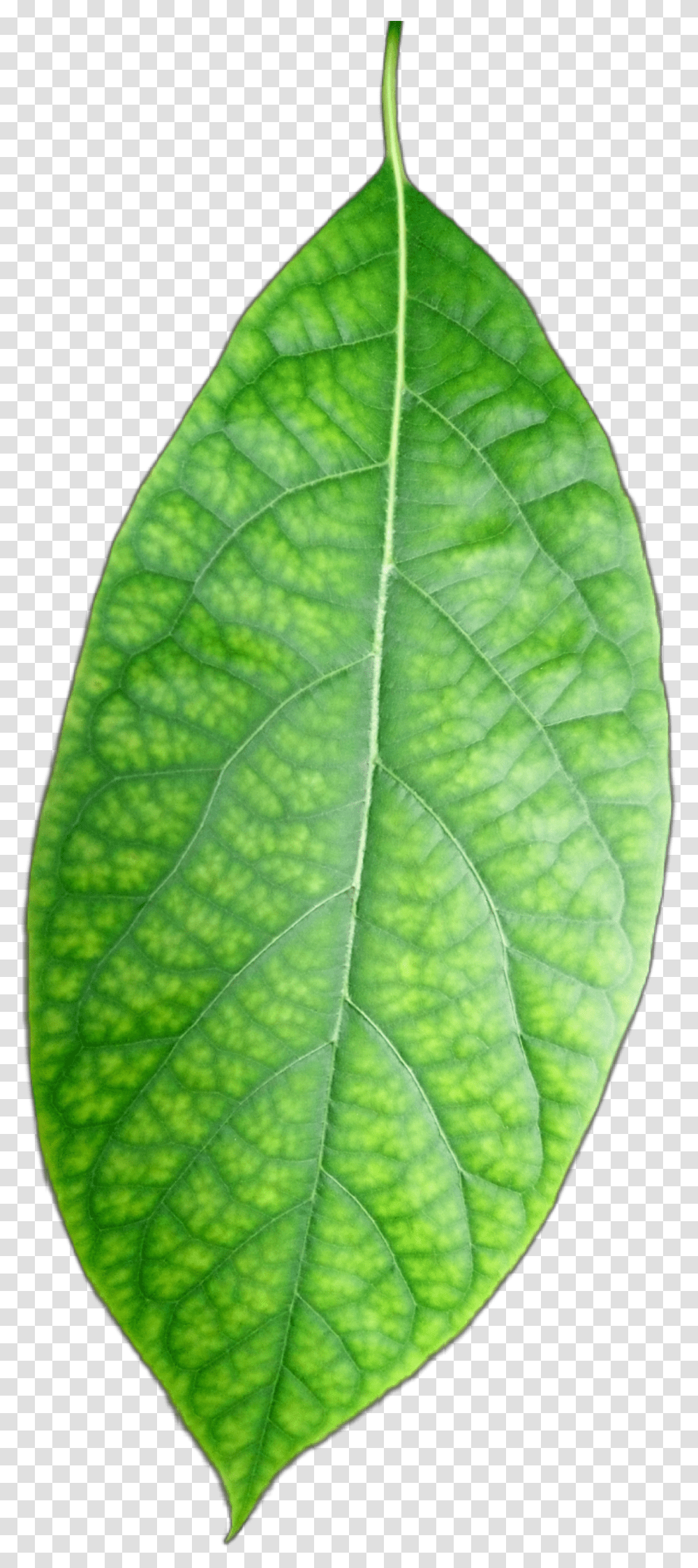 Freetoedit Hoja Verde Leave Green Plants Palto Bud, Veins, Leaf, Pineapple, Fruit Transparent Png