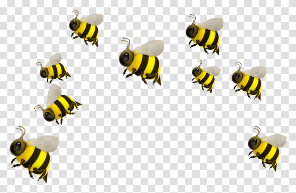 Freetoedit Honeybee, Insect, Invertebrate, Animal, Honey Bee Transparent Png