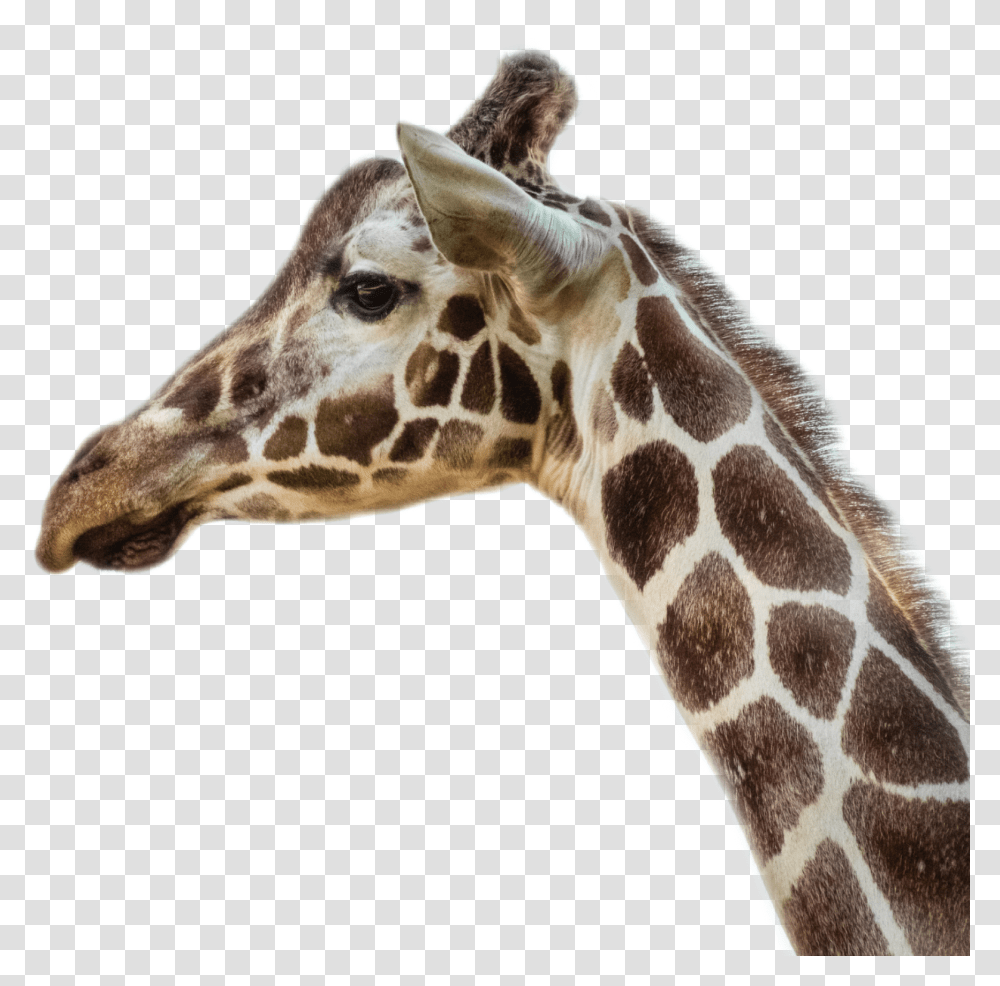 Freetoedit Ircdarlinggiraffe Darlinggiraffe Giraffe Giraffe Head, Wildlife, Mammal, Animal Transparent Png