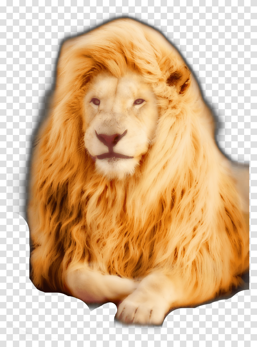 Freetoedit Lione Transparent Png