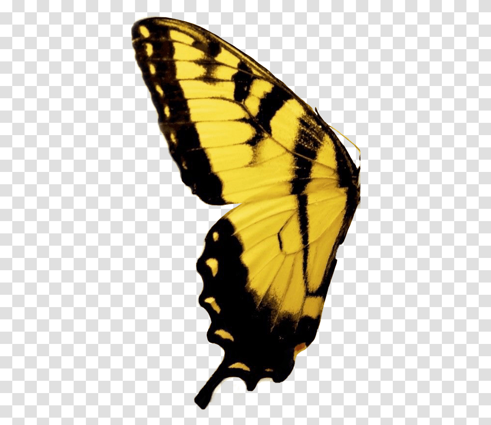 Freetoedit Mariposa Butterfly Yellow Amarillo Butterfly Yellow And Black, Insect, Invertebrate, Animal, Bird Transparent Png