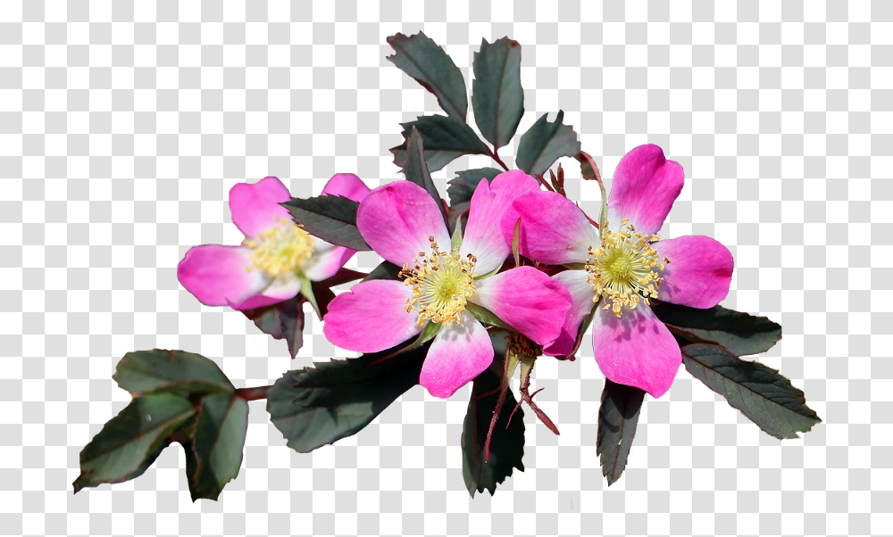 Freetoedit Picsapay Picsart Sticker Cutout Flowers Flores, Pollen, Plant, Blossom, Geranium Transparent Png