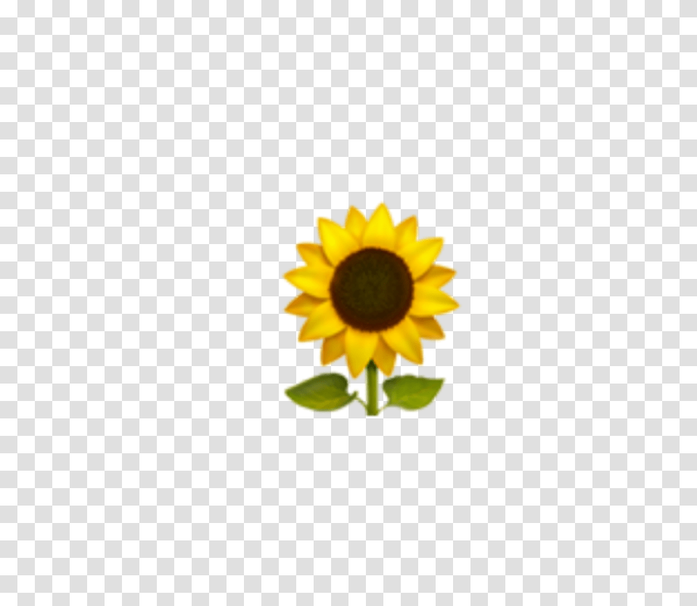 Freetoedit, Plant, Flower, Blossom, Sunflower Transparent Png