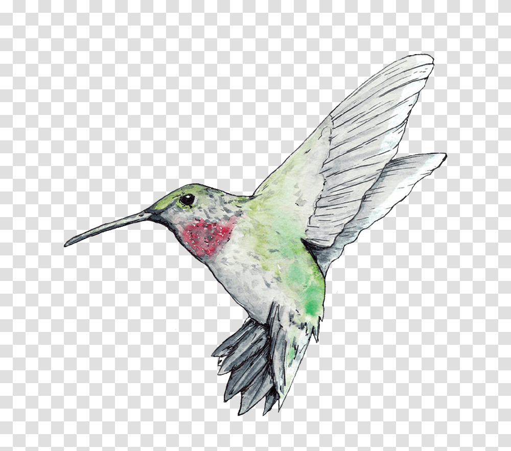 Freetoedit Porter Hummingbird Colibr Colibri Ruby Throated Hummingbird, Animal Transparent Png